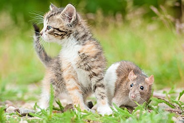 jeu du chat et de la souris
